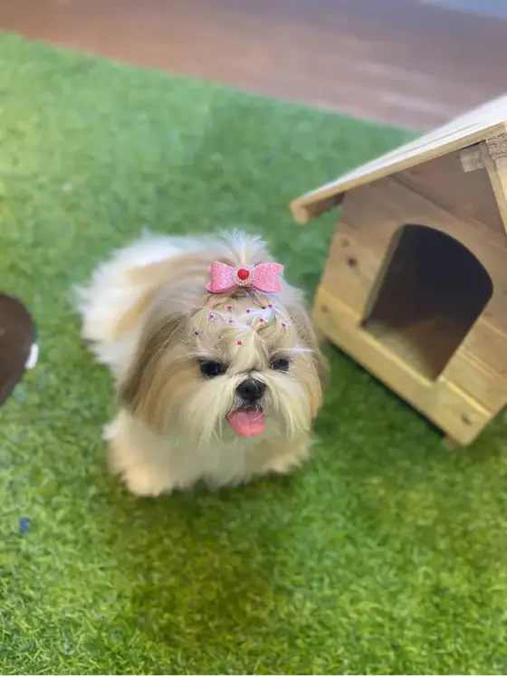 Shih-tzu branco deitado depois do banho