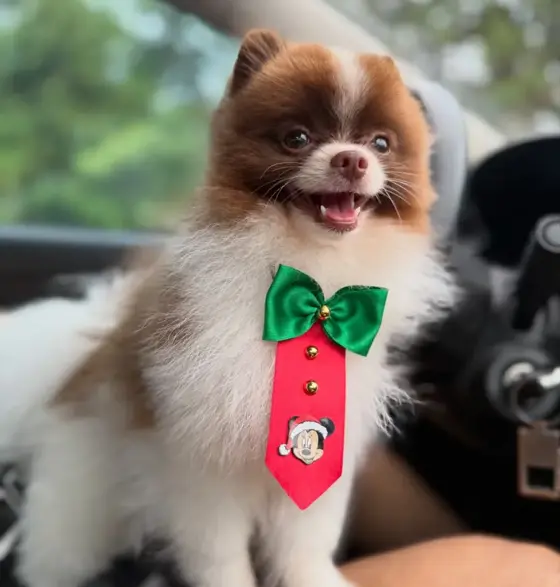 Lulu da Pomerânia sorrindo com gravata depois do Combo VIP