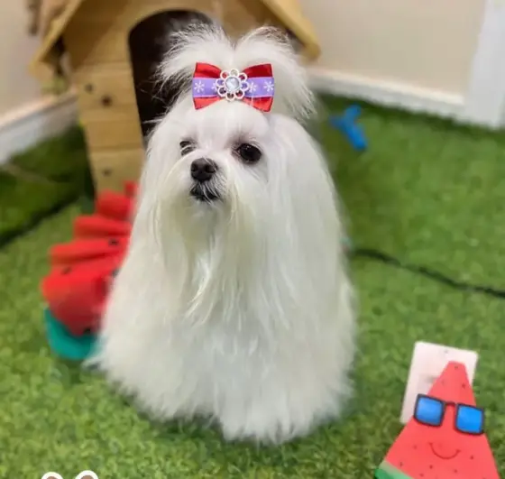 Maltês branco com laço vermelho e pelo longo