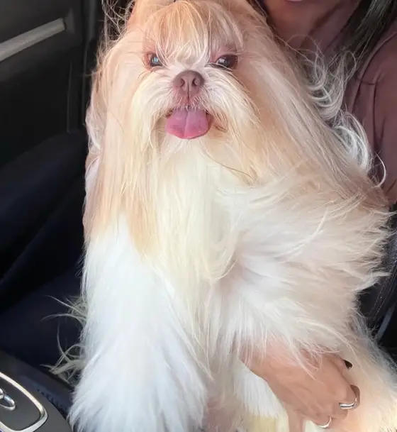 Shih-tzu de pelo longo creme no colo da tutora