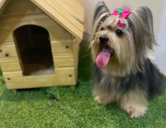 Shih-tzu com laço rosa ao lado de uma casinha de madeira