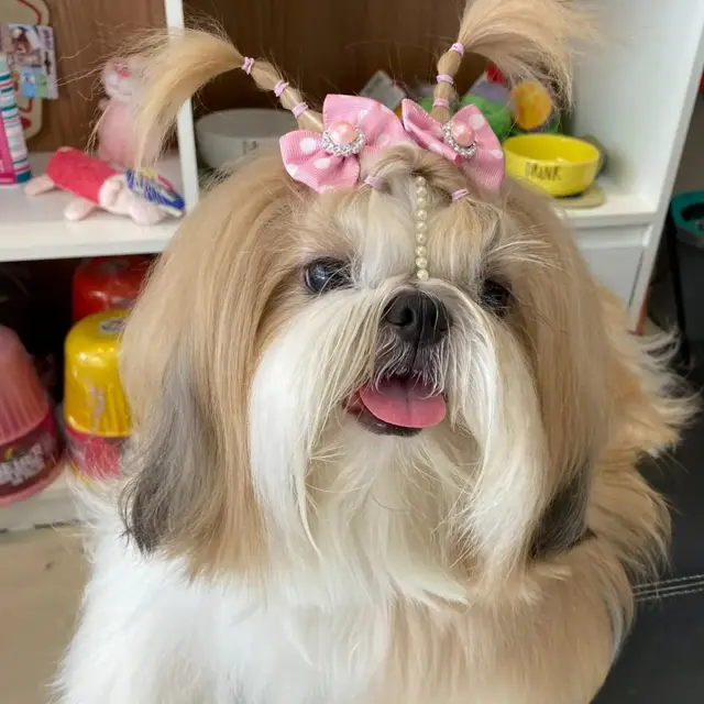 Shih-tzu com laços cor-de-rosa depois do banho e tosa na Pet Supply
