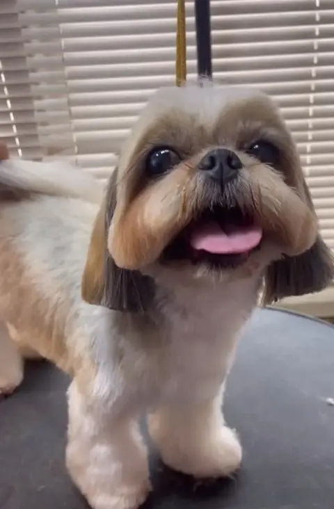 Shih-tzu com tosa baby, pelo curto e franja arredondada